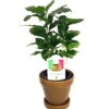 Arabica Coffee Bean Plant - 4" Pot With Glazed Ceramic Pot & Saucer