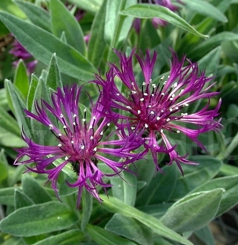 Amethyst Dream Mountain Bluet - Centaurea Montana - Quart Pot - Image 3