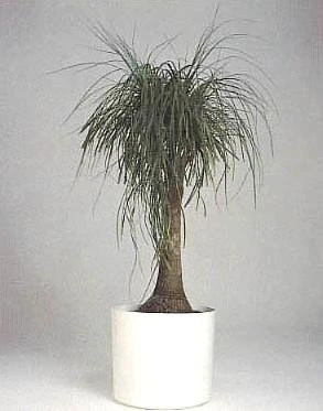 Guatemalan Red Ponytail Palm - Stump - Beaucarnea - 4" Pot - Collector's Series - Image 3
