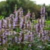 Silver Blue Kudos Hummingbird Mint- Agastache- Anise Hyssop- Live Plant- Qt. Pot