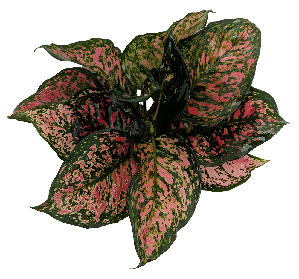 Red Valentine Chinese Evergreen Plant - Aglaonema - Grows In Dim Light - 6" Pot - Image 2