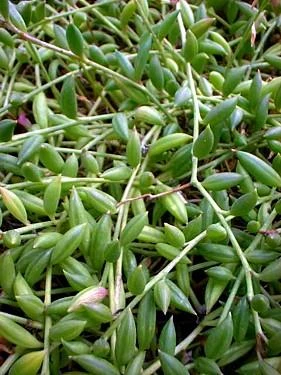 Football Plant - Senecio Radicans - 6" Hanging Basket - Succulent - Image 3