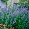 Blue Fortune Hummingbird Mint- Agastache- Anise Hyssop- Live Plant - Gallon Pot