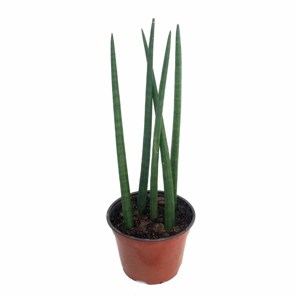Bamboo Shoots Snake Plant - Sanseveria Cylindrica - Impossible To Kill! - 2" Pot - Image 3