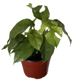 Ultra Rare Ginny Philodendron - Rhaphidophora Tetrasperma -6" Pot- Mini Monstera