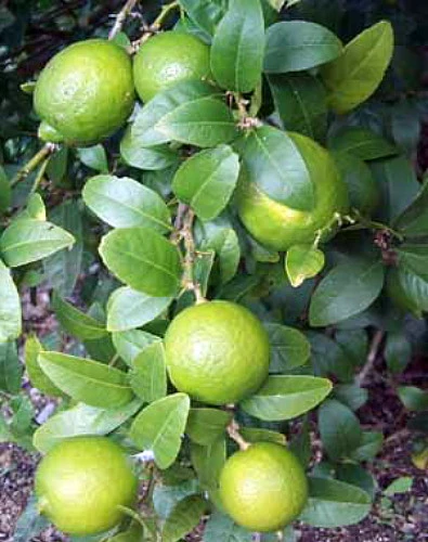 Persian Lime Tree - Fruit Bearing Size -6" Pot-NO SHIP To TX, FL, AZ, CA, LA, HI - Image 4
