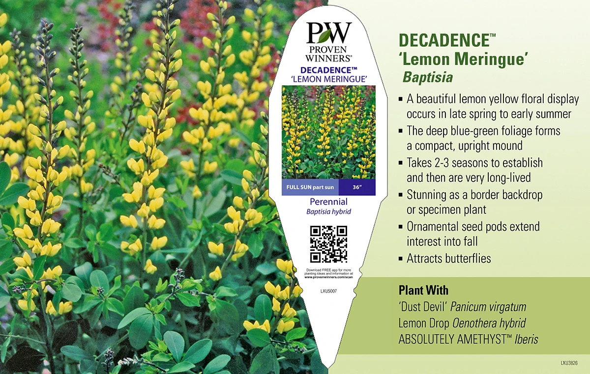 DecadenceĀ® Lemon Meringue Baptisia - False Indigo - Proven Winners - Gallon Pot - Image 2