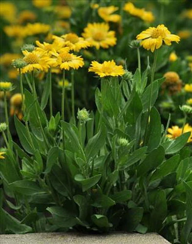 Mesa™ Yellow Blanket Flower - Gaillardia - 2010 AAS Winner - Quart Pot - Image 2