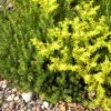 Watch Chain Stonecrop Perennial - Sedum Sexangulare - Loves The Sun - Quart Pot
