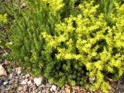 Watch Chain Stonecrop Perennial - Sedum Sexangulare - Loves The Sun - Quart Pot