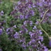 Junior Walker Catmint Perennial - Nepeta Faassenii - Shotgun Blooms -Quart Pot