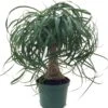 Guatemalan Red Ponytail Palm - Beaucarnea - 6" Pot - Easy To Grow - Live Plant