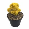 Blazing Yellow Living Desert Jewel Cactus - 4" Pot