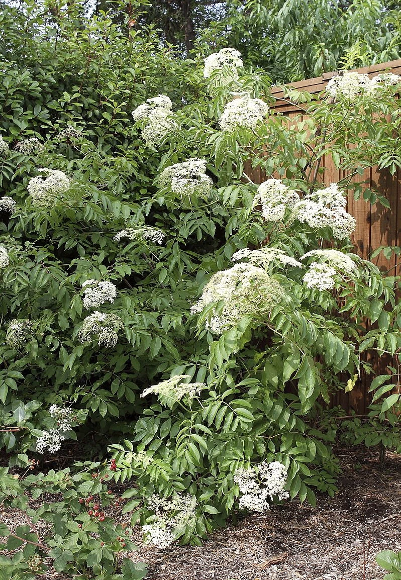 Bob Gordon Elderberry Perennial Shrub - Sambucus - 3.25" Pot - Image 2