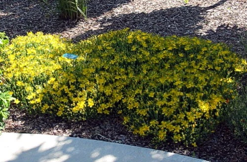 St. John's Wort Perennial Plant - Hypericum Calycinum - Gallon Pot - Image 2