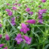 Pikes Peak Purple® Bearded Tongue Perennial - Penstemon - Quart Pot