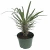 Madagascar Palm - Pachypodium Lamerei - Exotic & Easy! - 6" Pot