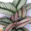Rare White Star Peacock Plant - Calathea - Easy House Plant - 4" Pot