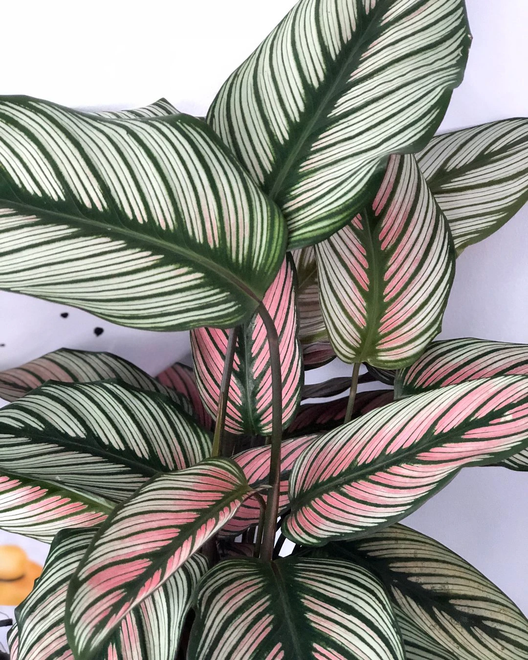 Rare White Star Peacock Plant - Calathea - Easy House Plant - 4" Pot