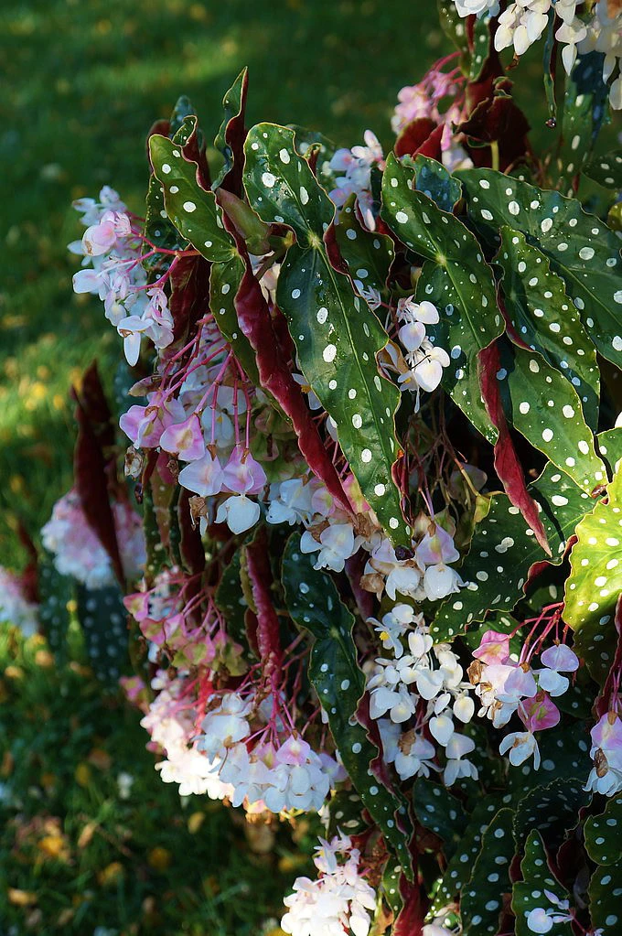Rare Polka Dot Bat Wing Begonia Plant - Begonia Maculata Variegata - 6" Pot - Image 4