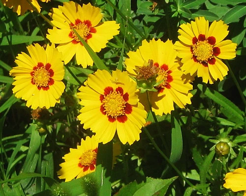 Tequila Sunrise Coreopsis Perennial Plant - Quart Pot - Image 3