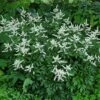 Bridal Veil Astilbe - Shade Perennial - False Spirea - Live Plant - Gallon Pot