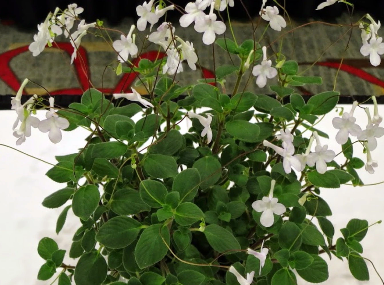 Dancing Doves Cape Primrose Plant - Streptocarpella- Indoors/Out - Shade - 6" HB - Image 2