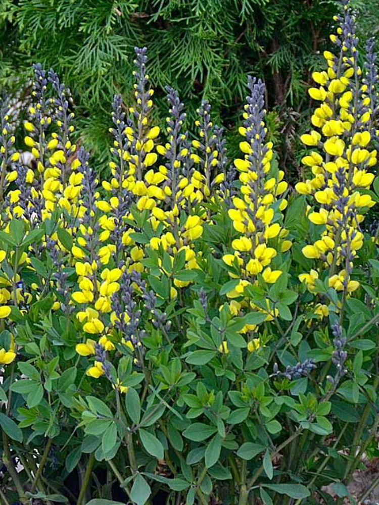 DecadenceĀ® Lemon Meringue Baptisia - False Indigo - Proven Winners - Gallon Pot