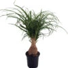 Guatemalan Red Ponytail Palm - Stump - Beaucarnea - 4" Pot - Collector's Series
