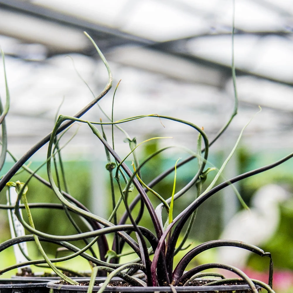 Flying Squid Mask Plant - Alocasia - Rare Houseplant -4" Pot -Collector's Series