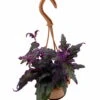 Purple Passion Plant - 4" Mini Hanging Basket - EROTIC - Gynura