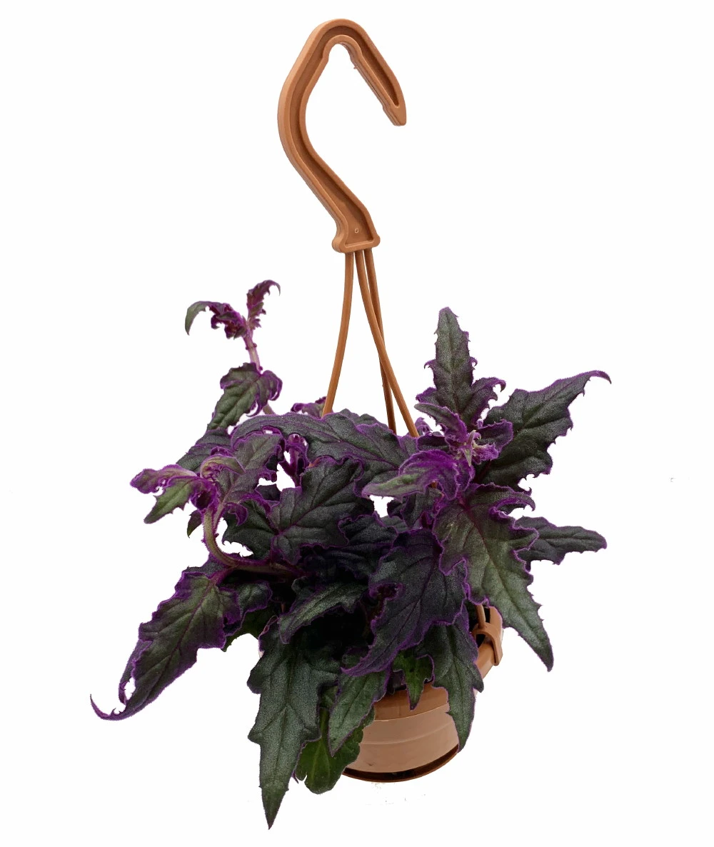 Purple Passion Plant - 4" Mini Hanging Basket - EROTIC - Gynura