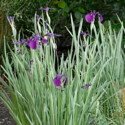 Variegated Japanese Iris Ensata Plant - AGM Winner - Ensata - Gallon Pot