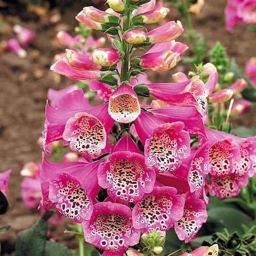 Camelot Rose Foxglove - Digitalis - Hardy Perennial - Quart Pot - Image 2