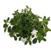 Dancing Doves Cape Primrose Plant - Streptocarpella- Indoors/Out - Shade - 6" HB