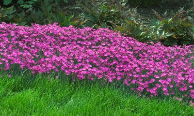 Fire Witch Dianthus Perennial - Spicy Fragrance! - Quart Pot - Image 3