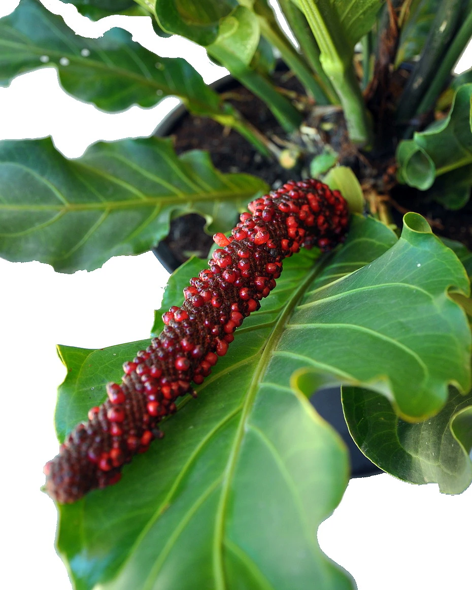 Bird's Nest Anthurium Superbum - Easy To Grow - 4" Pot - Collector's Series - Image 3