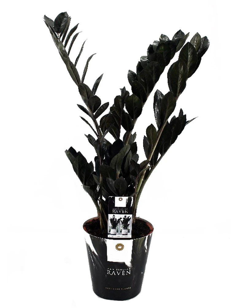 Rare Black Raven ZZ Plant - Zamioculcas Zamiifolia - 6" Pot - Collector's - Image 6