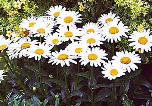 Banana Cream Shasta Daisy - Leucanthemum - Compact Plant - Gallon Pot - Image 3
