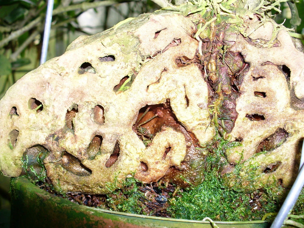 Selebicum Ant Farm Plant - Hydnophytum Moseleyanum - Easy House Plant - 5" Pot - Image 4