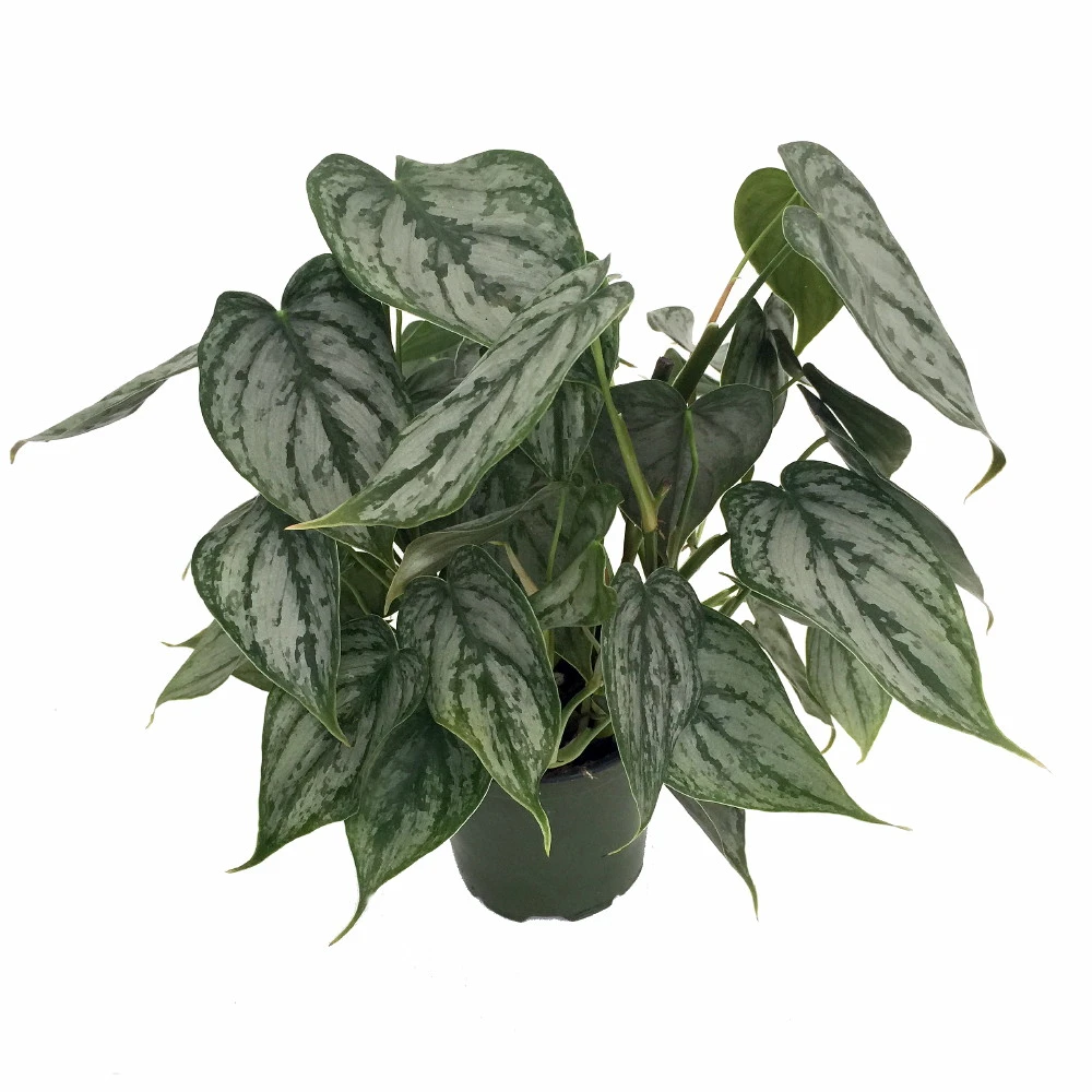 Brandi Philodendron - Easiest House Plant To Grow - 4" Pot - Image 2