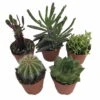 Instant Cactus/Succulent Collection - 5 Plants -Terrarium/Fairy Garden- 2" Pots