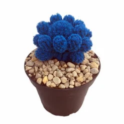 Tara Blue Living Desert Jewel Cactus - 4" Pot