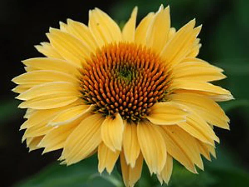 Sombrero® Lemon Yellow Coneflower Perennial - Echinacea - Gallon Pot - Image 2
