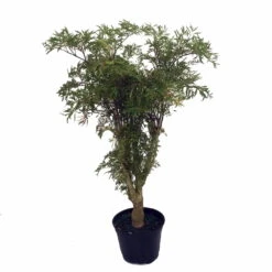Stylized Thick Trunk Japanese Ming Tree - Polyscias Fruticosa - Indoor - 6" Pot