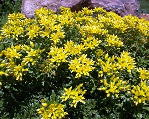 Russian Kamtschaticum Sedum - Hardy Perennial Groundcover - Quart Pot - Image 3
