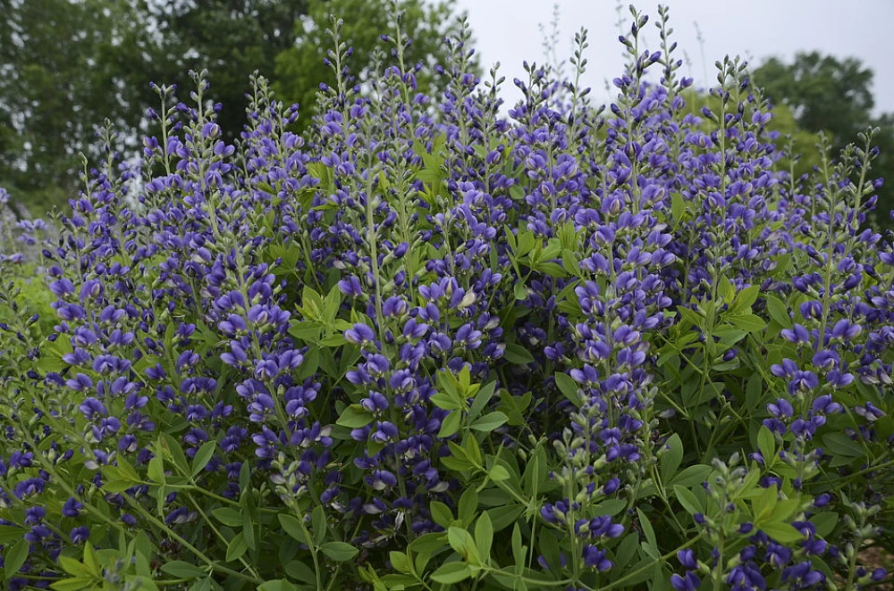Decadence® Blueberry Sundae Baptisia - False Indigo - Gallon Pot - Image 2