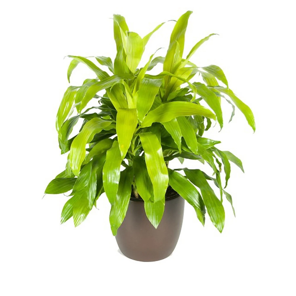 Limelight Madagascar Dragon Tree - Dracaena - 6" Pot - Easy To Grow House Plant - Image 2