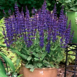 Color Spires® Violet Riot Meadow Sage - Salvia - Gallon Pot - Proven Winners