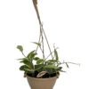 Krimson Queen Wax Plant - Hoya - 6" Hanging Basket - Trending